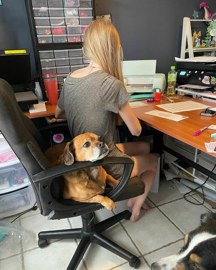 There's No Denying Who Runs Our House. Sophie Runs A Business From Home And Had To Sit Like This Because Lucy Pretended She Didn’t Hear "Please Move"