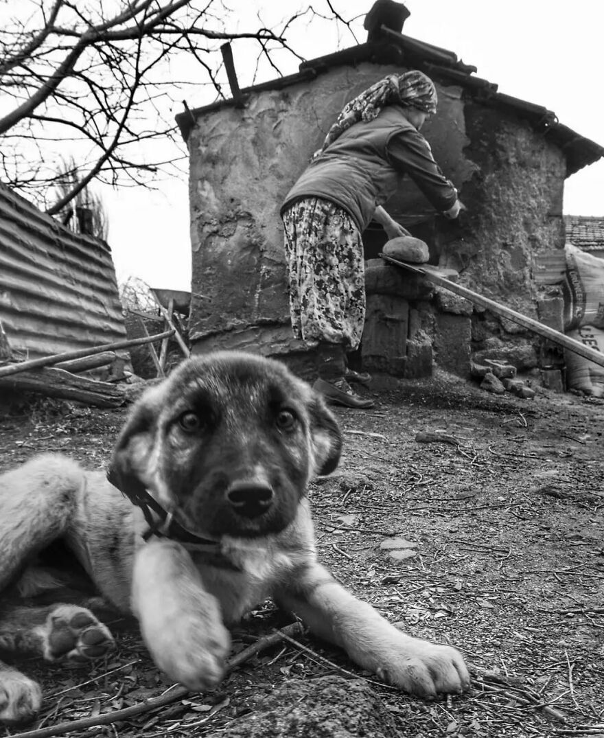 Here Are 62 Powerful Animal Images From Instagram "The Decisive Moments Magazine"