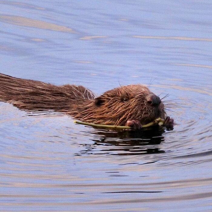 Swimming In The Dawn