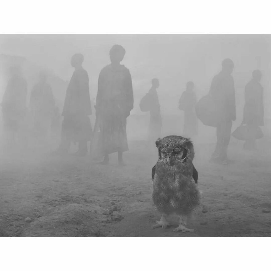 Here Are 62 Powerful Animal Images From Instagram "The Decisive Moments Magazine"