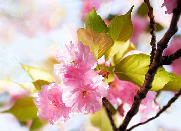 Cherry Blossoms In Spring