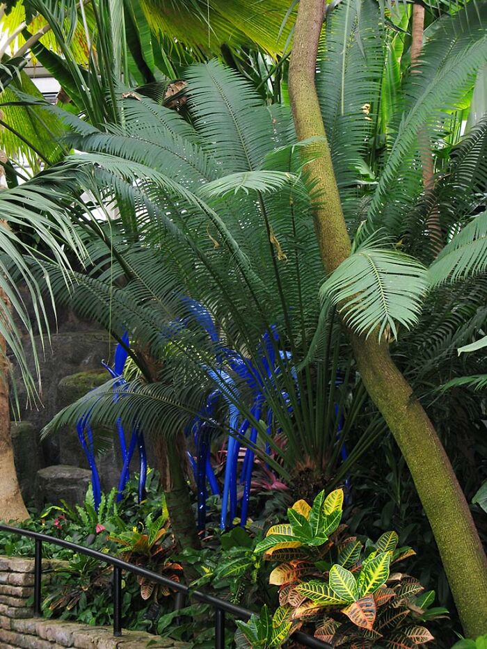 Large Fern With Sculpture By Dale Chihuly.