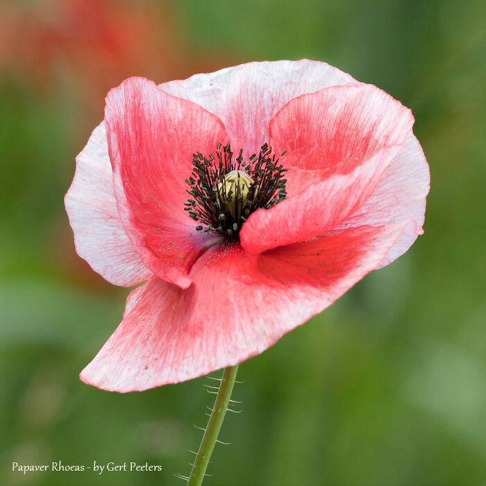 Corn Poppy