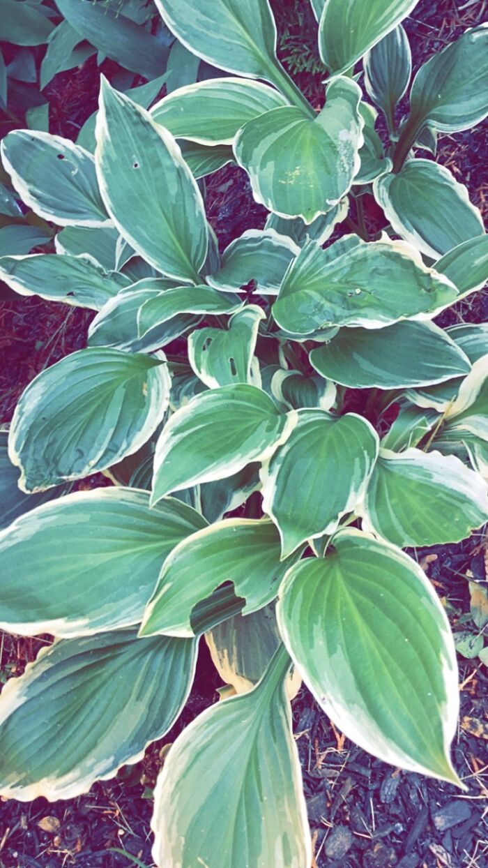 I Grow All My Plants From Seed/Cuttings/Bulb, Etc. I Grow All My Plants From Seed/Cuttings/Bulb, Etc.