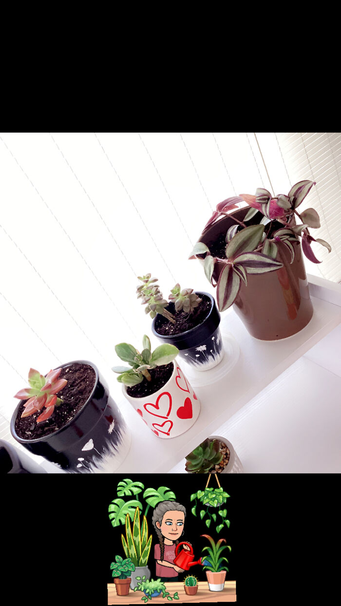 I Grow All My Plants From Seed/Cuttings/Bulb, Etc. I Grow All My Plants From Seed/Cuttings/Bulb, Etc.