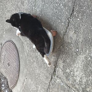 tatjana_peskir avatar