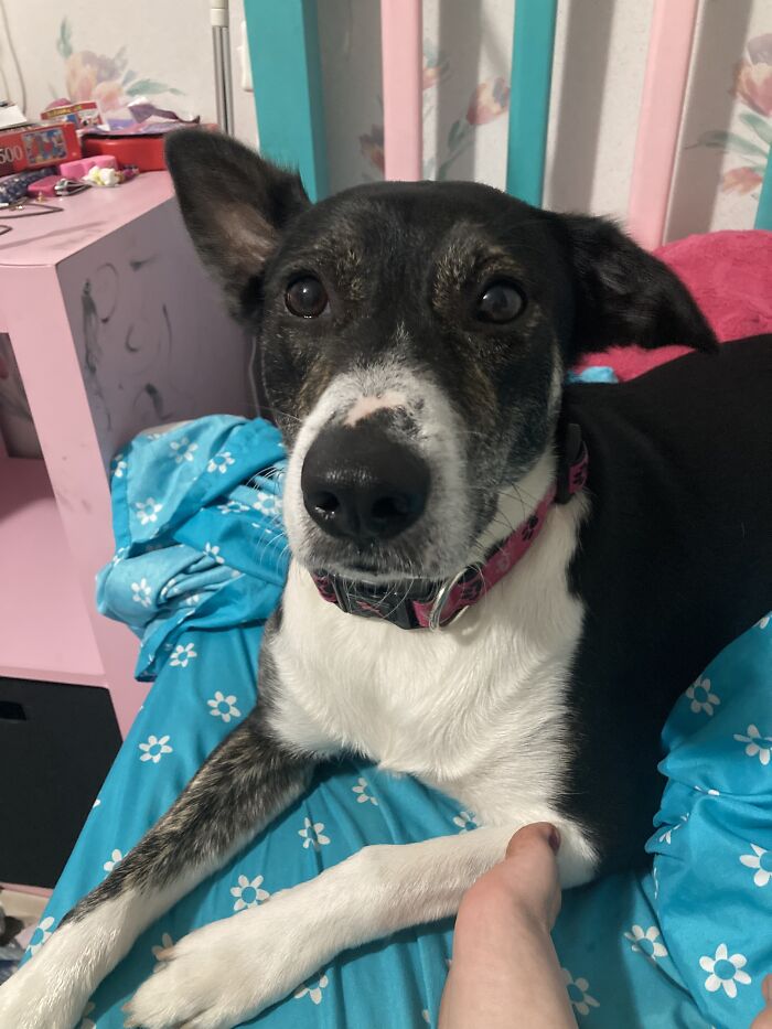 My Gorgeous Iris, Who Is A Mix Of German Shepard, Border Collie, 4+.