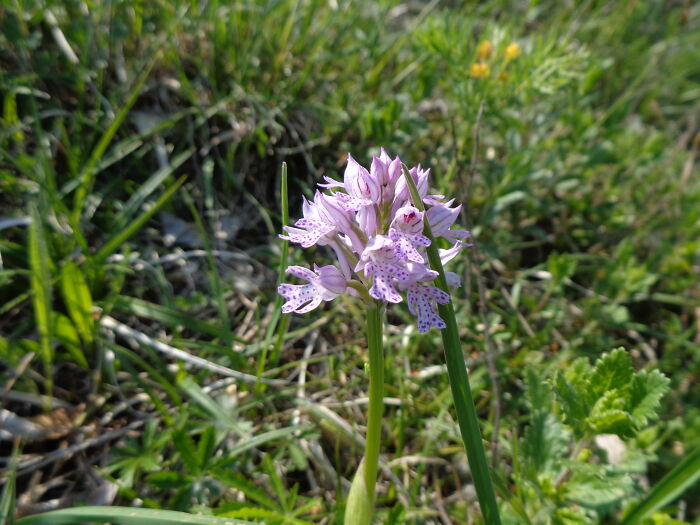Three-Toothed Orchid
