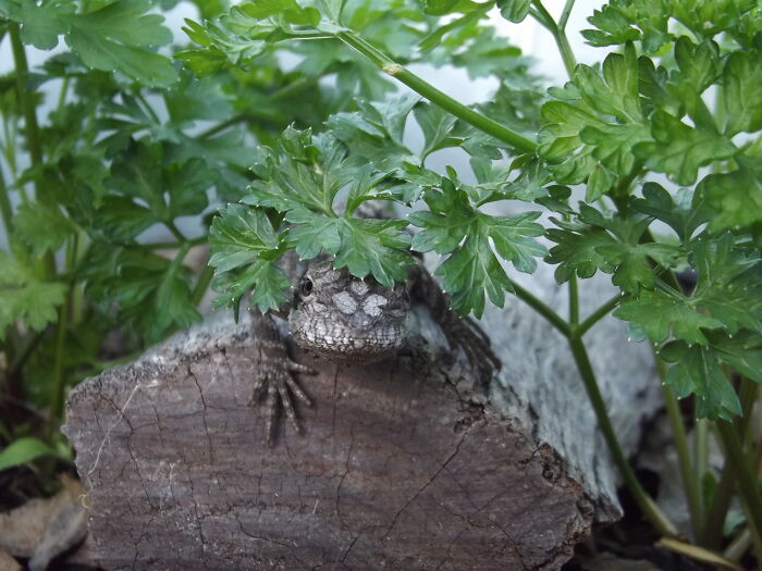 My Frill Neck Hiding Under Some Parsley!