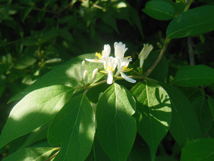 Idk What Flowers These Are, But They're Pretty