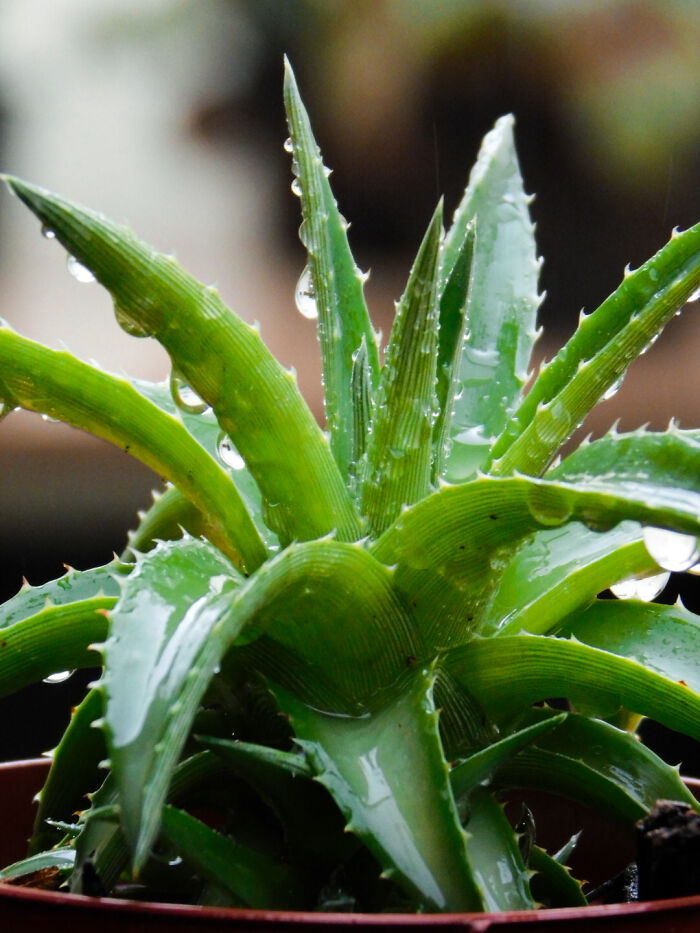 I Love Taking Pics Of Wet Plants ♡