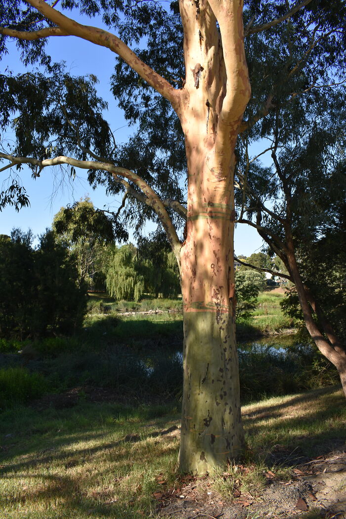 I Love The Colour Change In The Trunk Of This Gum.