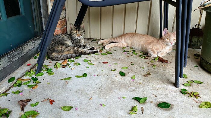 Enjoying The Breeze After An Autumn Shower