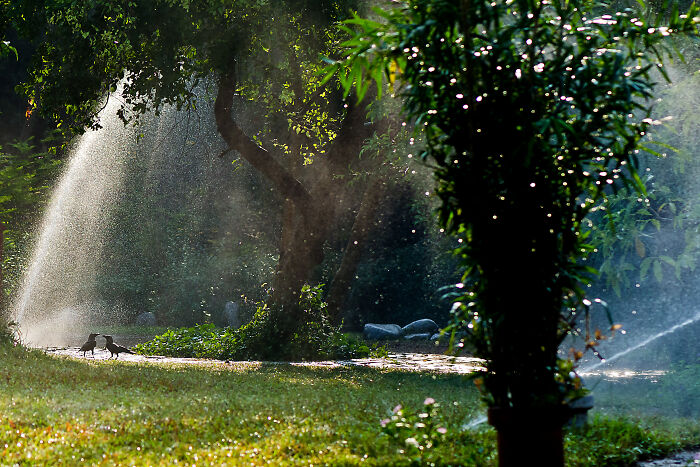 Crows Under Fountain