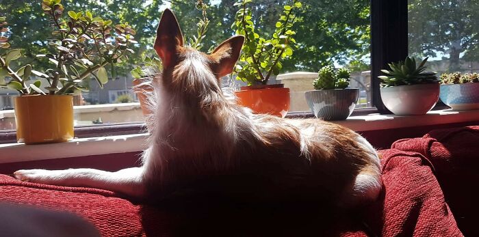 Dutch Surveying Her City In The Sun