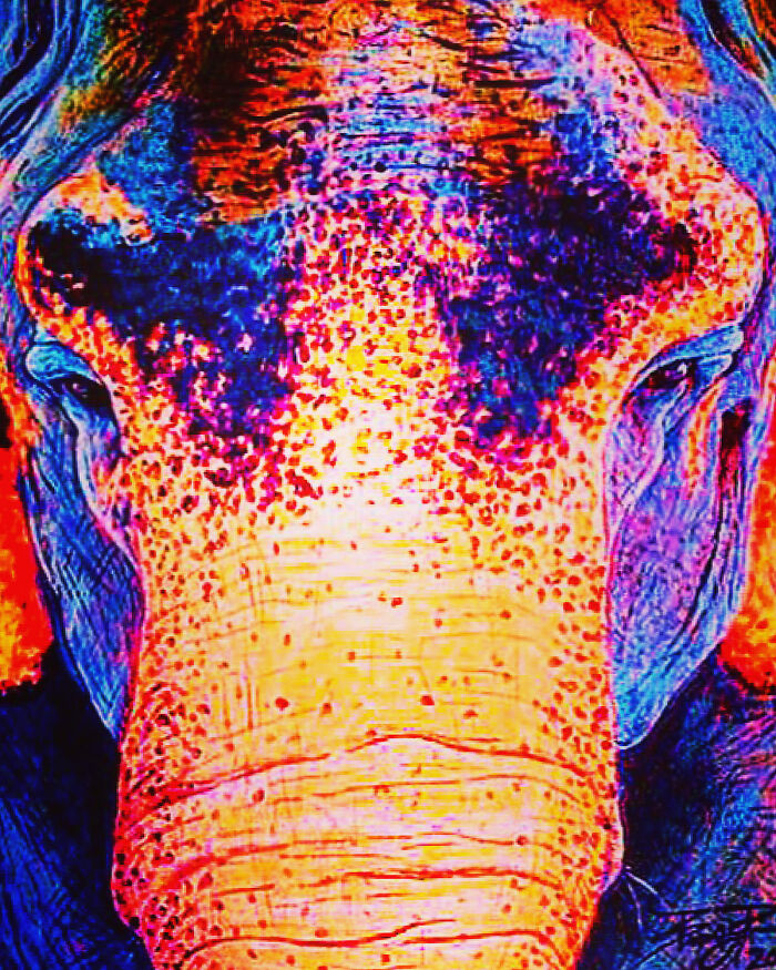 Reba The Asian Elephant