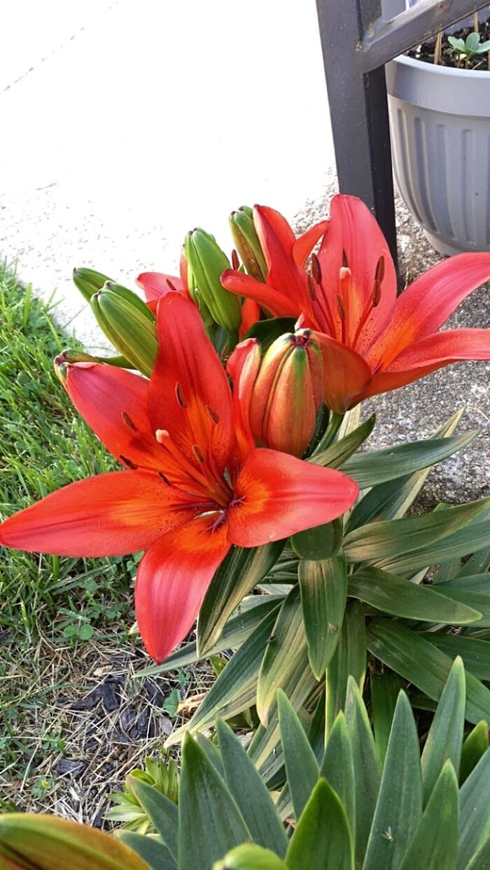 I Grow All My Plants From Seed/Cuttings/Bulb, Etc. I Grow All My Plants From Seed/Cuttings/Bulb, Etc.