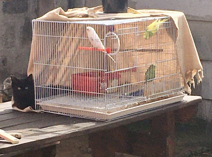 Birds Are Friends, Not Food!