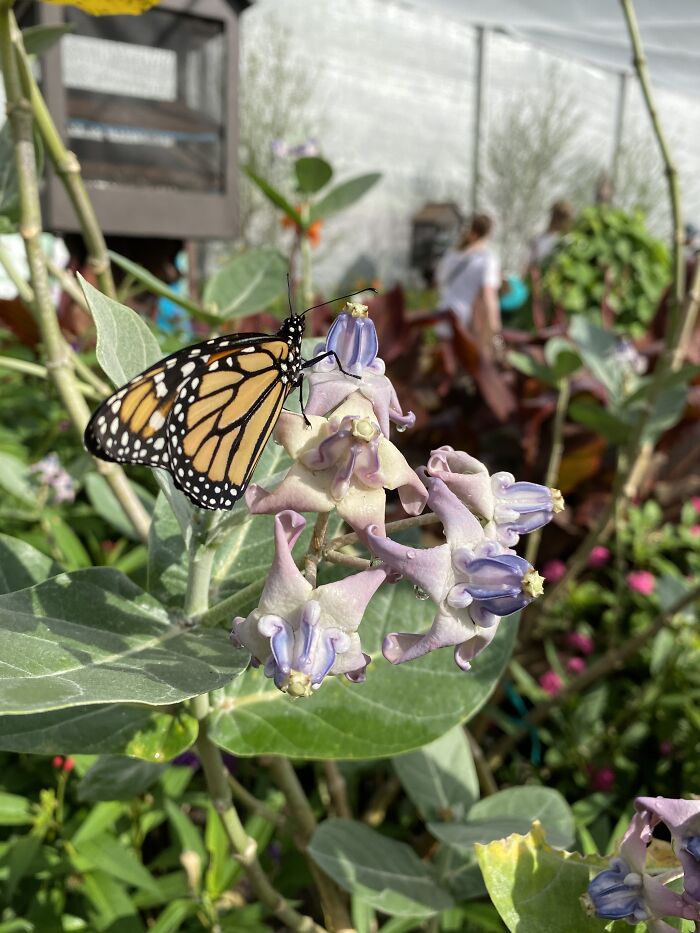 This Butterfly Was Just Begging To Have Its Picture Taken