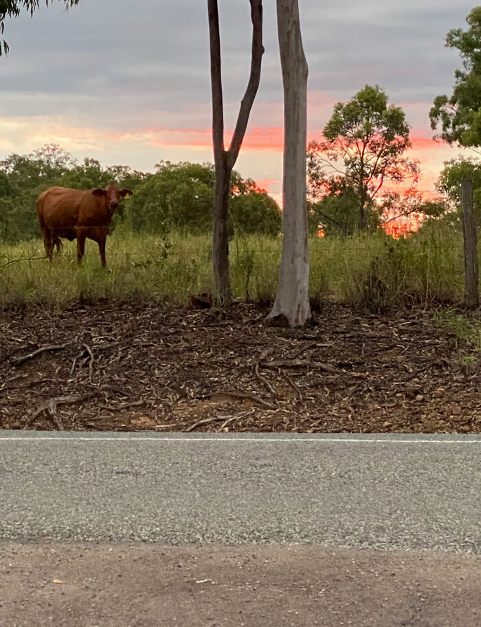 Hi I Live In A Semi Rural Area Queensland Australia! We Have Dairy Cows And Few Bulls As Are Neighbours