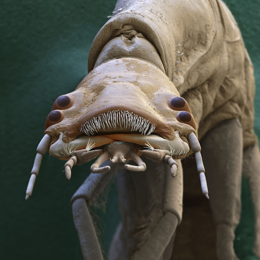 26 Macro Images Invisible To Human Eyes That Will Amaze Them 26 Macro Images Invisible To Human Eyes That Will Amaze Them