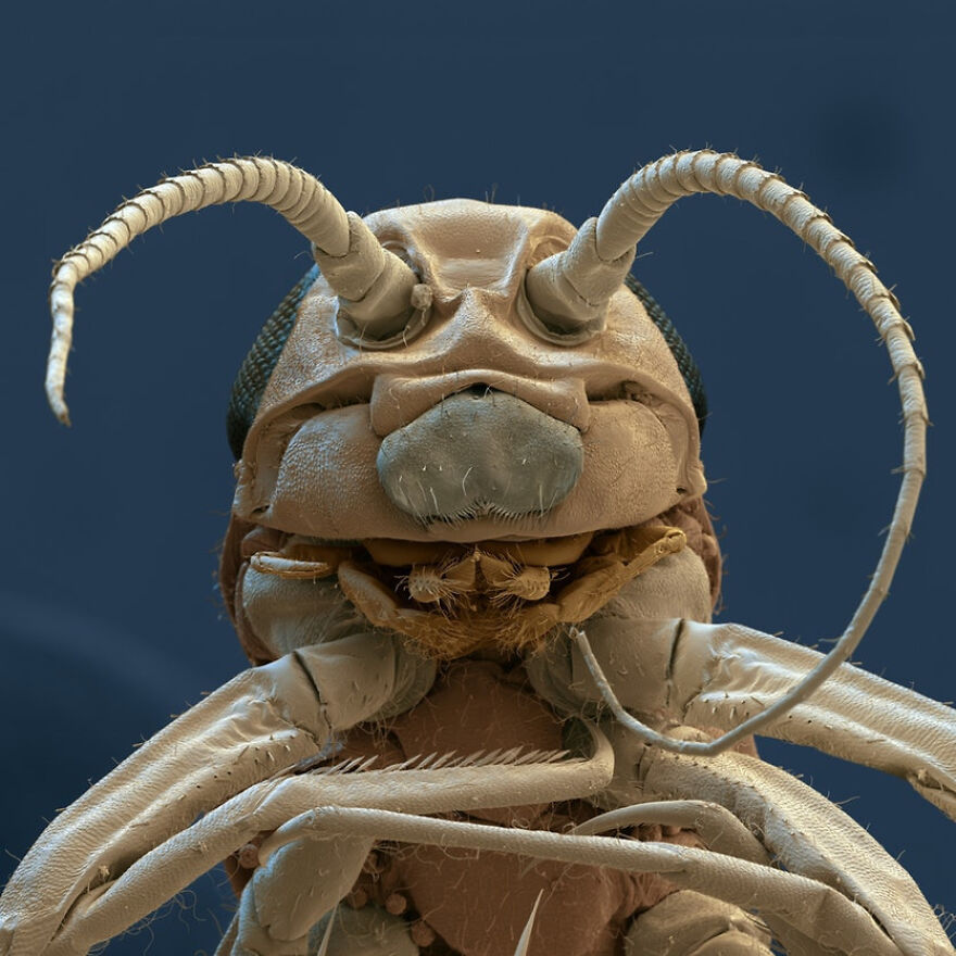 26 Macro Images Invisible To Human Eyes That Will Amaze Them 26 Macro Images Invisible To Human Eyes That Will Amaze Them