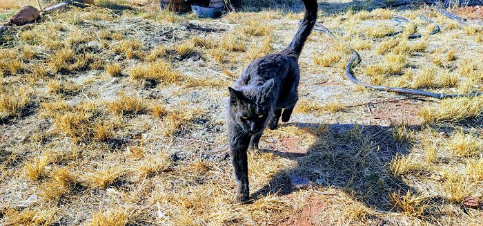 Desert Cat Out For A Stroll