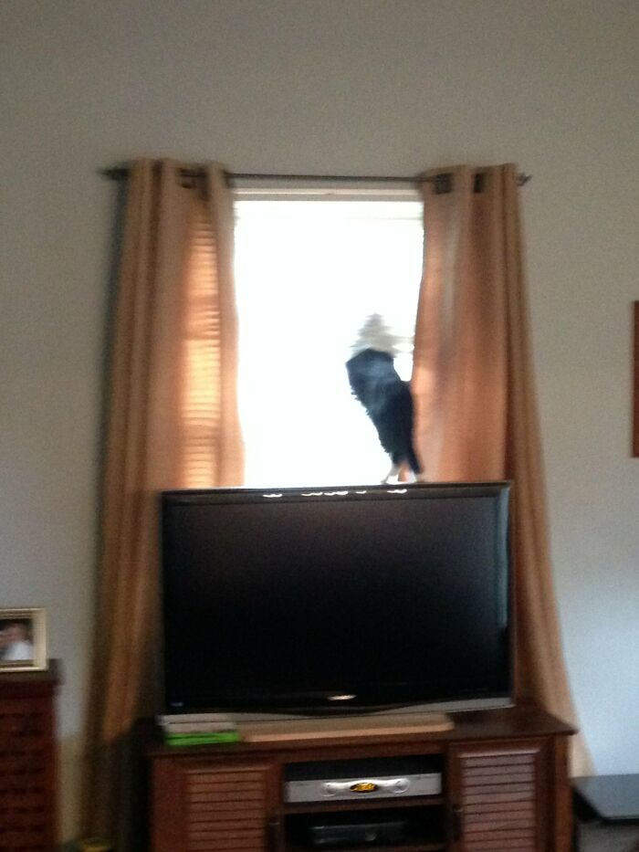 Indoor Cat Problems…