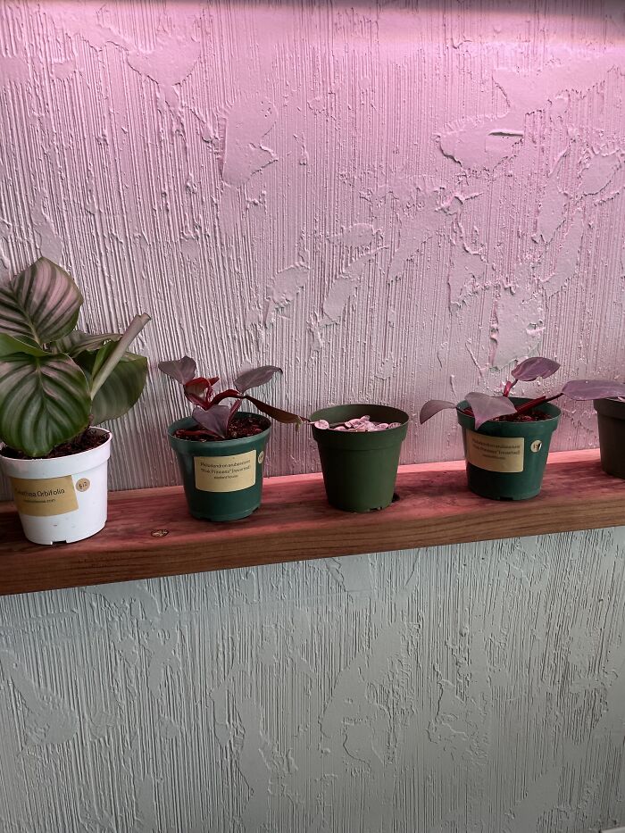 It’s At A Local Plant 🪴 Store