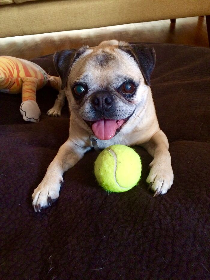 The Day This Little Guy Adopted Me! Best Buddy Ever, Rip Little Boy, See You Soon!