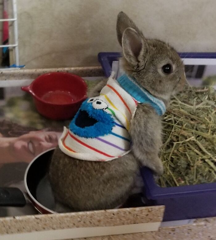 Tiny Bun Bun - If It Fits I Sits