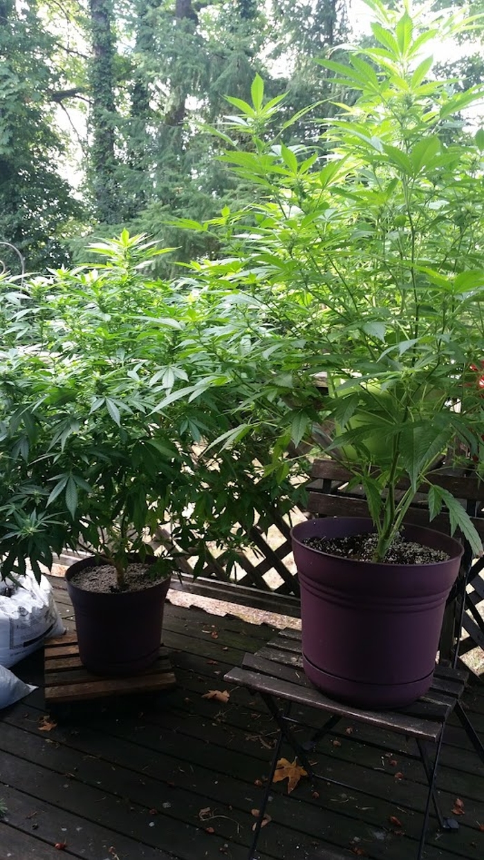 My Girls. It's Legal In Oregon