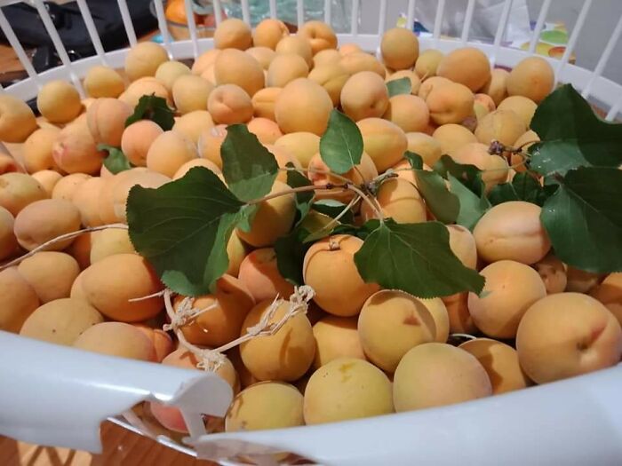 South Australian Stone Fruit And Citrus.