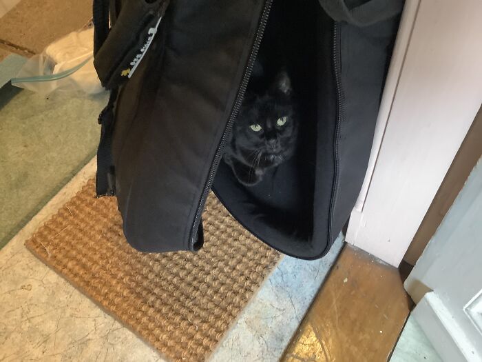 Pouzz Pretending To Be A Cello.