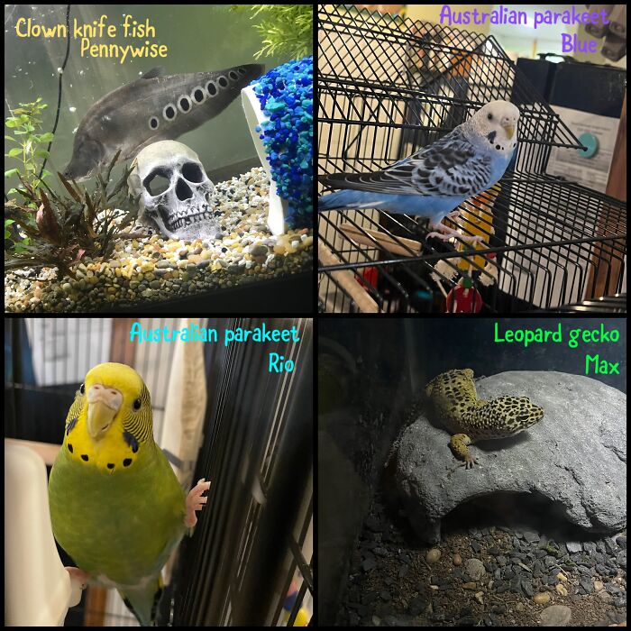 Here’s All My Exotic Babies!