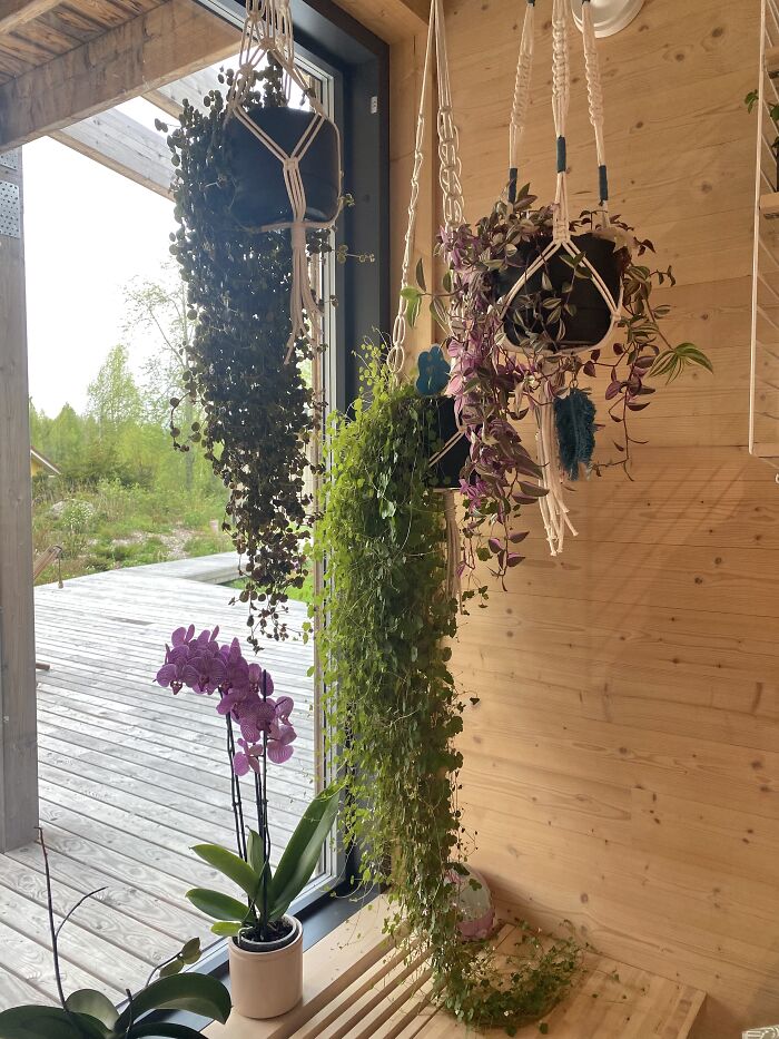 My Trio Of Hanging Plants In The Corner Of My Dining Room. The Longest Plant Is Over 150cm Long