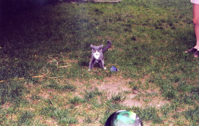 The Crab Apple Tree Just Shed A Tiny Apple On Its Head.