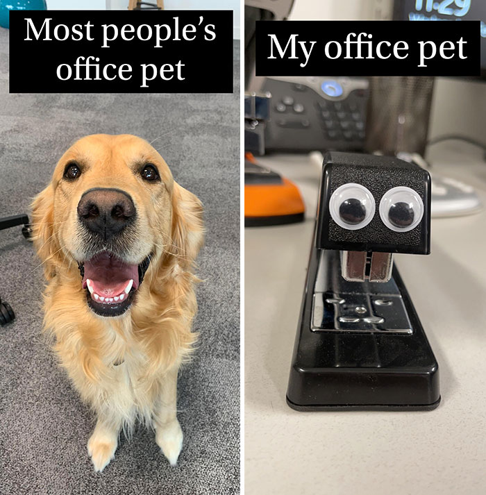 My Office Doesn’t Allow Pets. I Think I Found A Workaround. His Name Is Steve