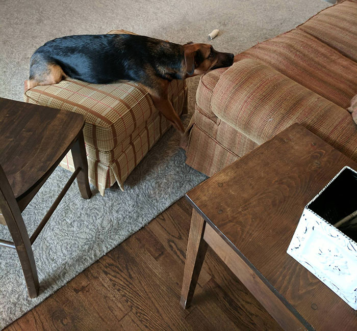 My Dog Isn't Allowed On The Couch. This Is His Solution