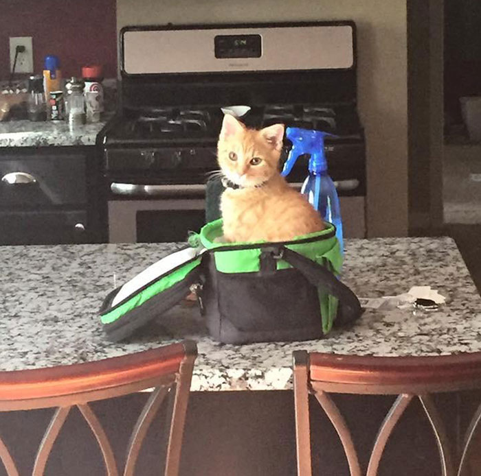 Sabe que no puede estar en el mostrador, pero nunca le dije nada respecto a la lonchera