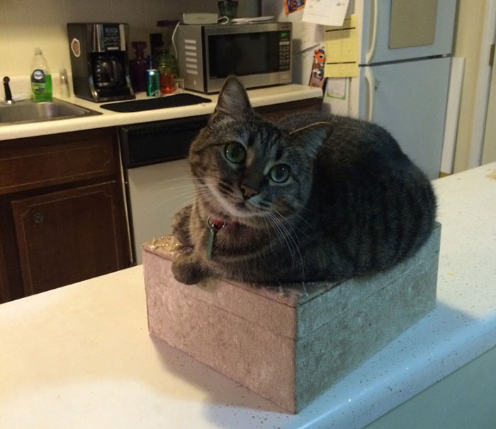 She's Not Allowed On The Counter