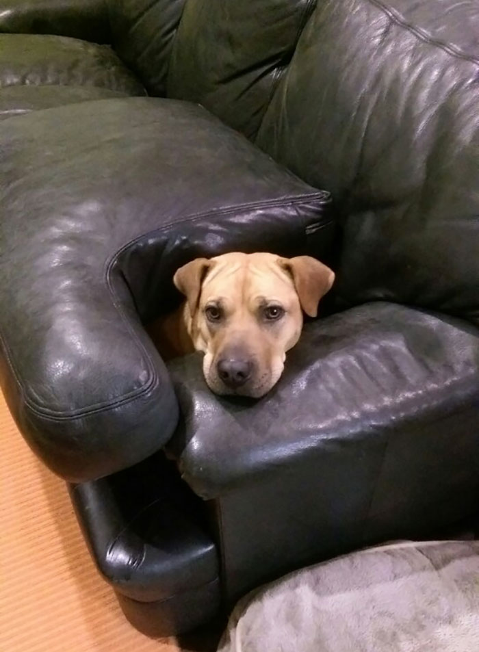 No se le permite estar sobre el sofá