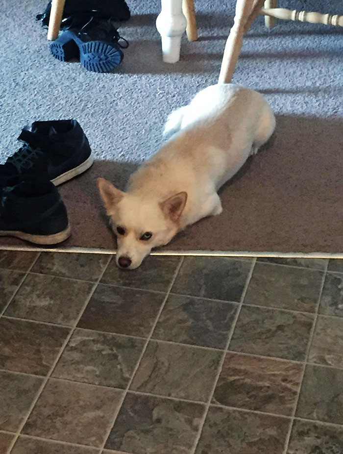 He Knows He's Not Allowed In The Kitchen While I Cook, But Sometimes He Pushes It