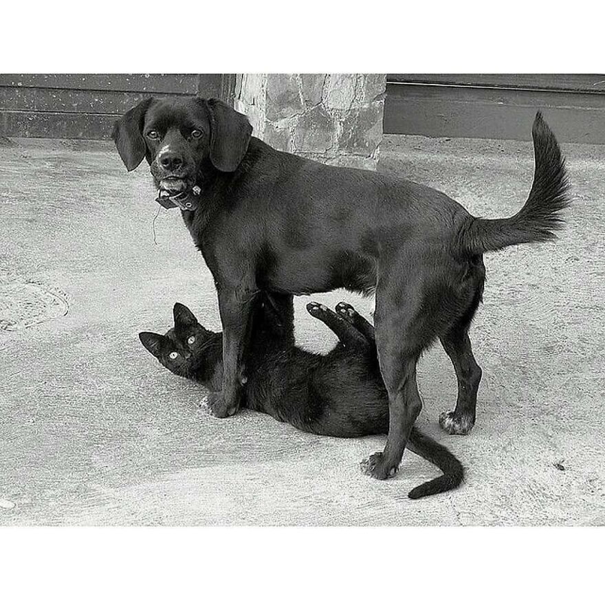 Here Are 62 Powerful Animal Images From Instagram "The Decisive Moments Magazine"