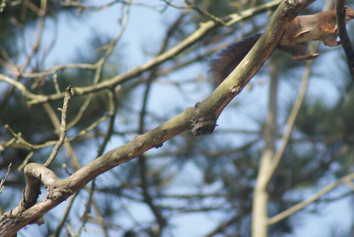 The Squirrel Jumped A Tiny Bit Too Early