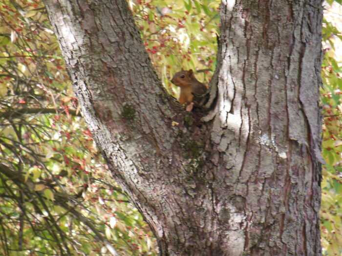 Smiling Squirrel Photo Bombed My Attempted Picture Of The Tree