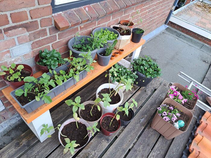 My Small Garden On My Flat Roof! (The Blue Snail Is Called Clyde)