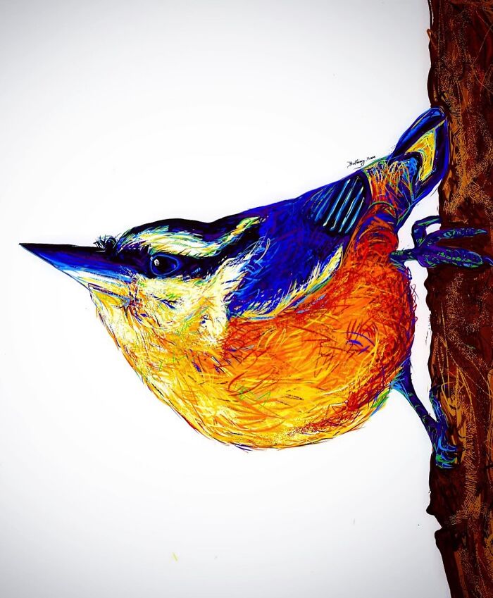 Red Breasted Nuthatch