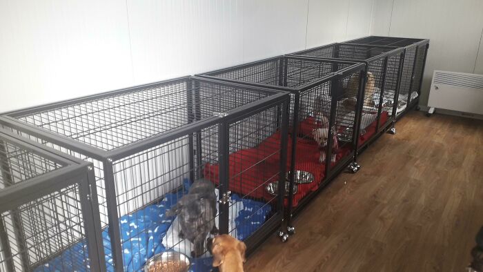 Thanks To All Pandas, We've Been Able To Help Thousands Of Animals Across War-Torn Ukraine And Here's Your Funds In Action