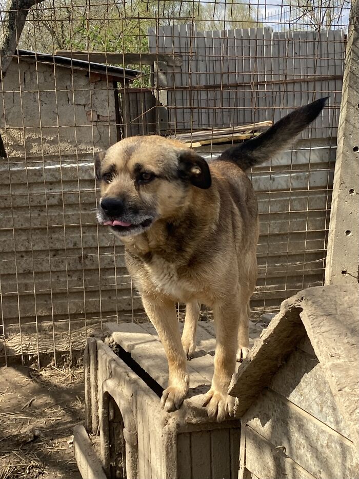 Thanks To All Pandas, We've Been Able To Help Thousands Of Animals Across War-Torn Ukraine And Here's Your Funds In Action